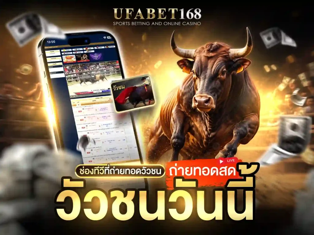 วัวชนสด
