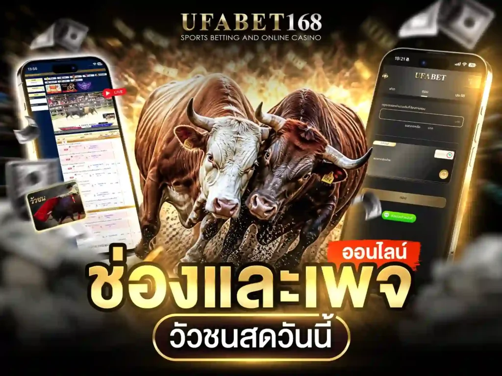 ไลฟ์สดวัวชนวันนี้